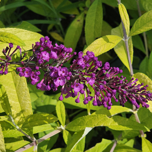 Evil Ways Butterfly Bush, Buddleja, Buddleja x 'Evil Ways'